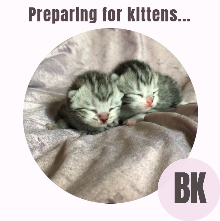 How to Prepare for Kitten Birth Bombadillo Kittens